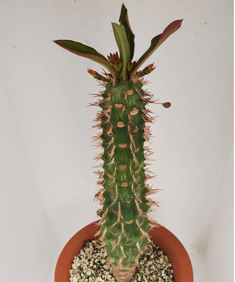 ユーフォルビア ビグエリー Euphorbia viguieri【ユーフォルビア