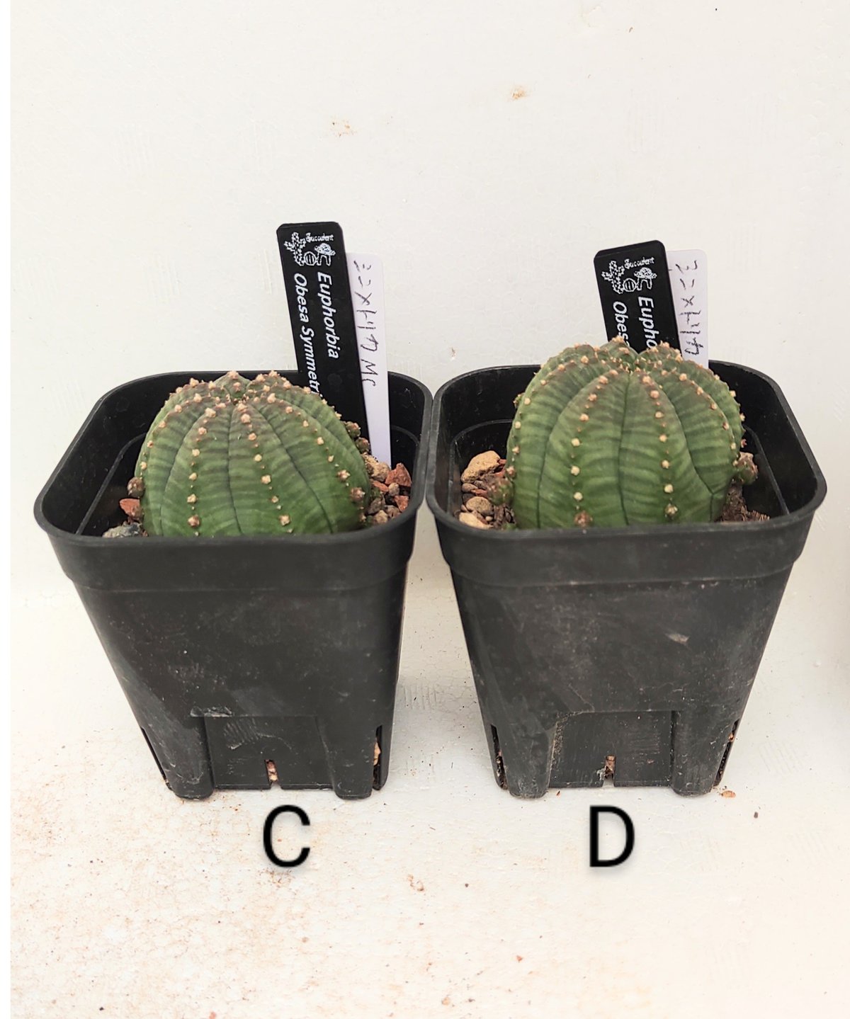 シンメトリカ M ユーフォルビア | toA Succulent