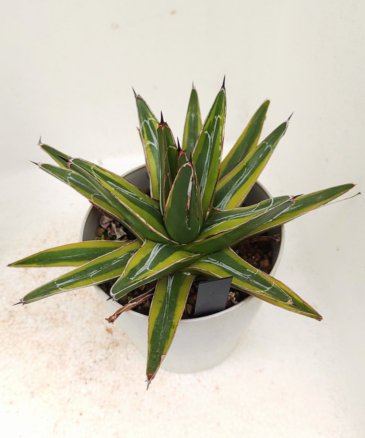 笹の雪黄覆輪 アガベ | toA Succulent