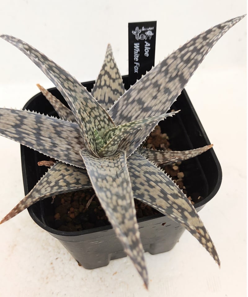 ホワイトフォックス/ラウヒー アロエ | toA Succulent