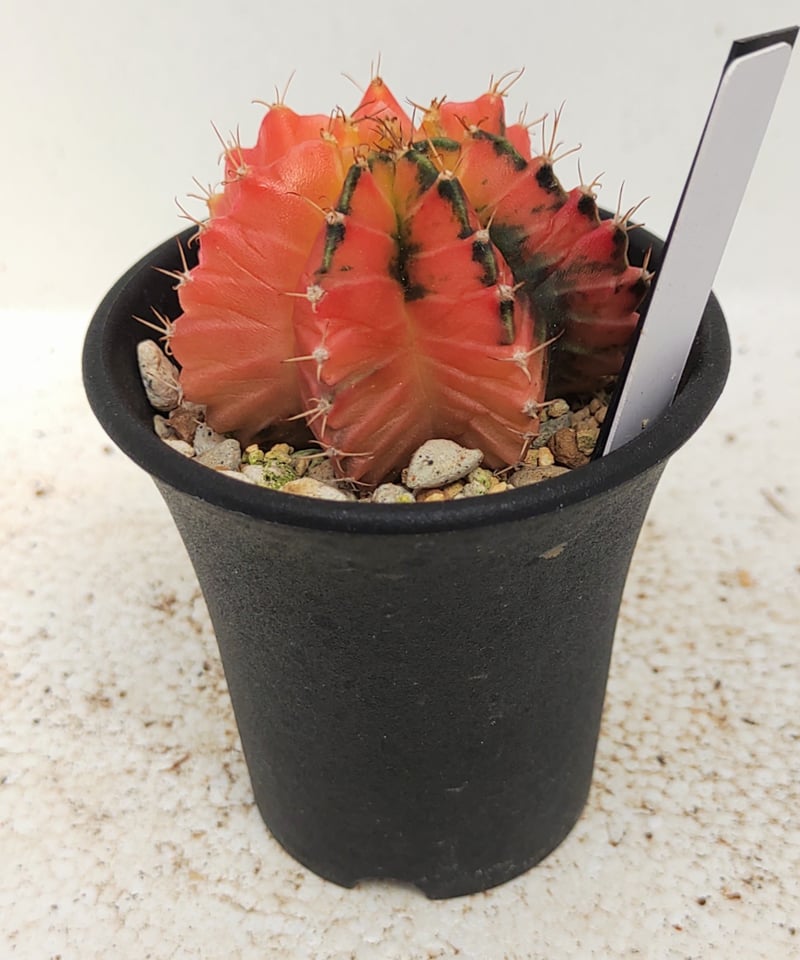 ミハノビッチ錦B サボテン | toA Succulent