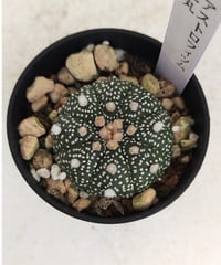 シワ玉牡丹 ロイヤル玉牡丹しわ サボテン | toA Succulent