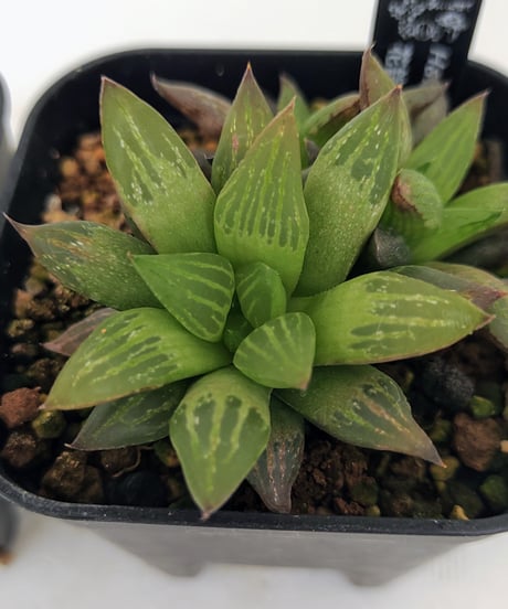 CATEGORY ハオルチア | toA Succulent