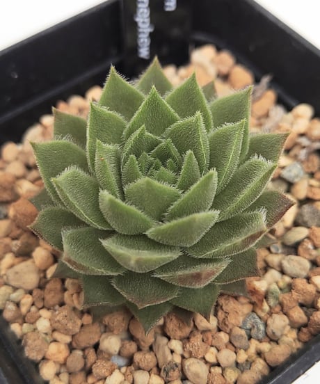 センペルビウム　デザートブルーム 日本花キ流通 多肉植物 sfセンペルビウム デザートブルーム 7.5cm