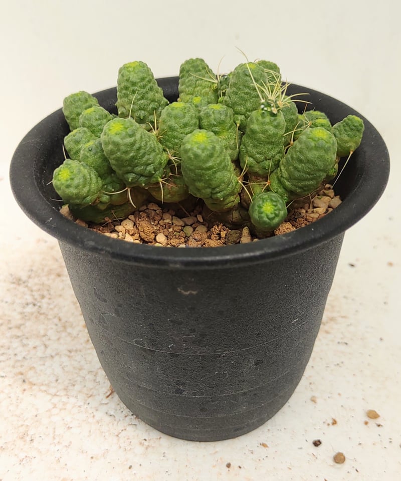 エロンガータモンスト サボテン | toA Succulent