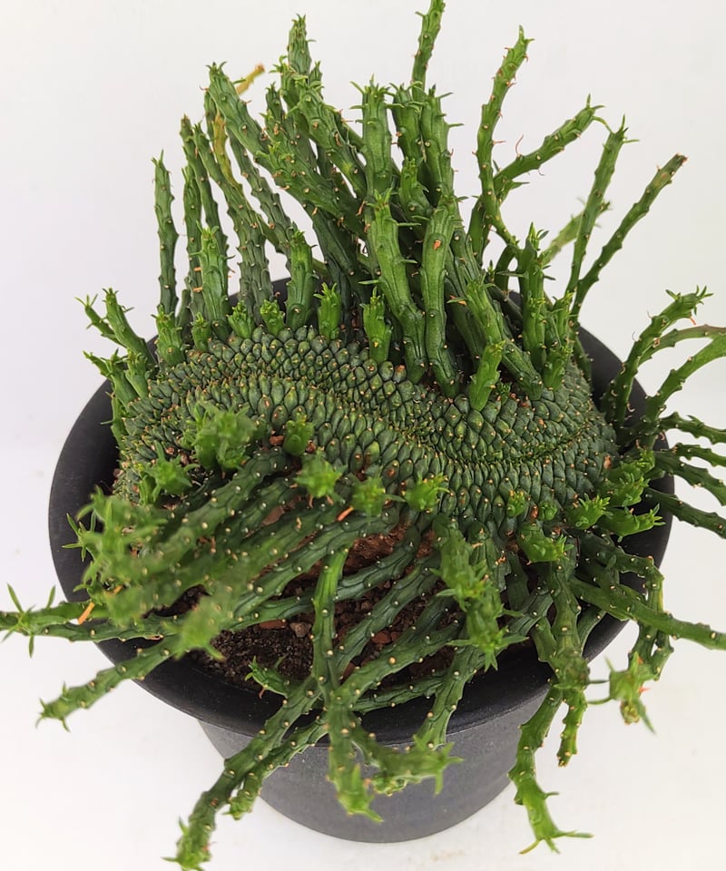 孔雀丸綴化 L ユーフォルビア | toA Succulent 孔雀丸綴化 L ユーフォルビア | toA Succulent