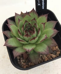 リンリン センペルビウム | toA Succulent