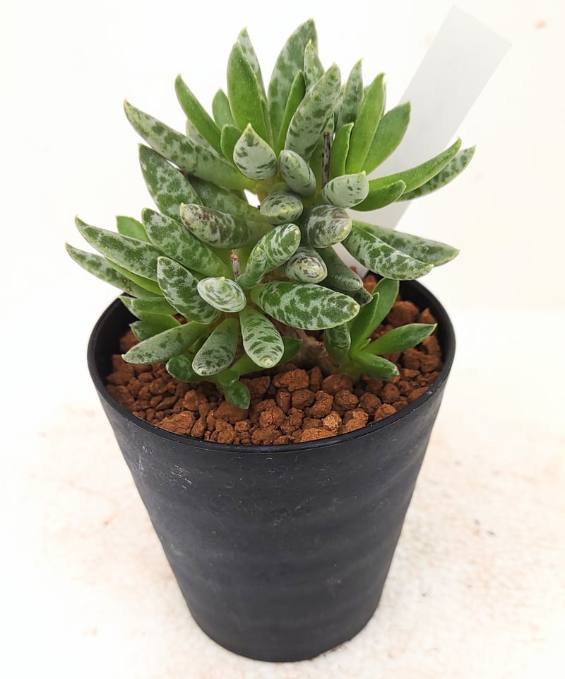 シュルドチアヌス アドロミスクス | toA Succulent