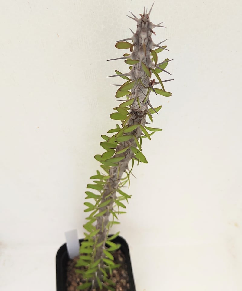 亜竜木 アローディア プロセラ | toA Succulent