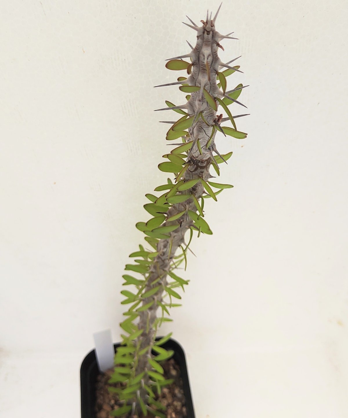 亜竜木 アローディア プロセラ | toA Succulent