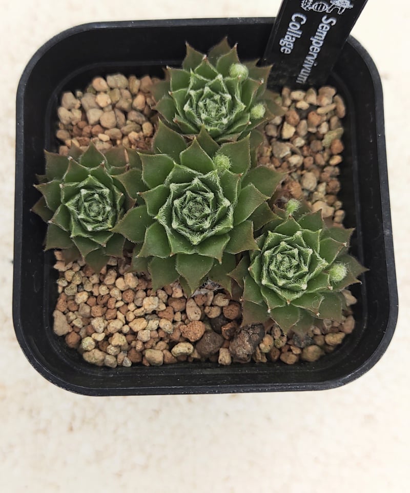 コラージュ センペルビウム | toA Succulent