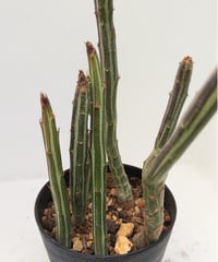 アーケリー セネシオ | toA Succulent