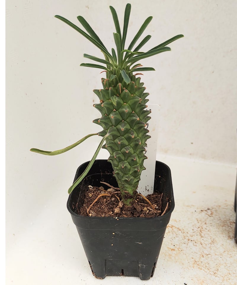 逆鱗竜 ユーフォルビア | toA Succulent