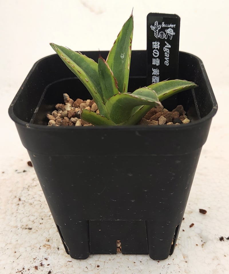 笹の雪黄覆輪の苗 アガベ | toA Succulent