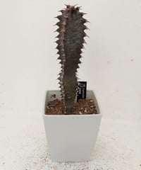 墨キリン　ユーフォルビア