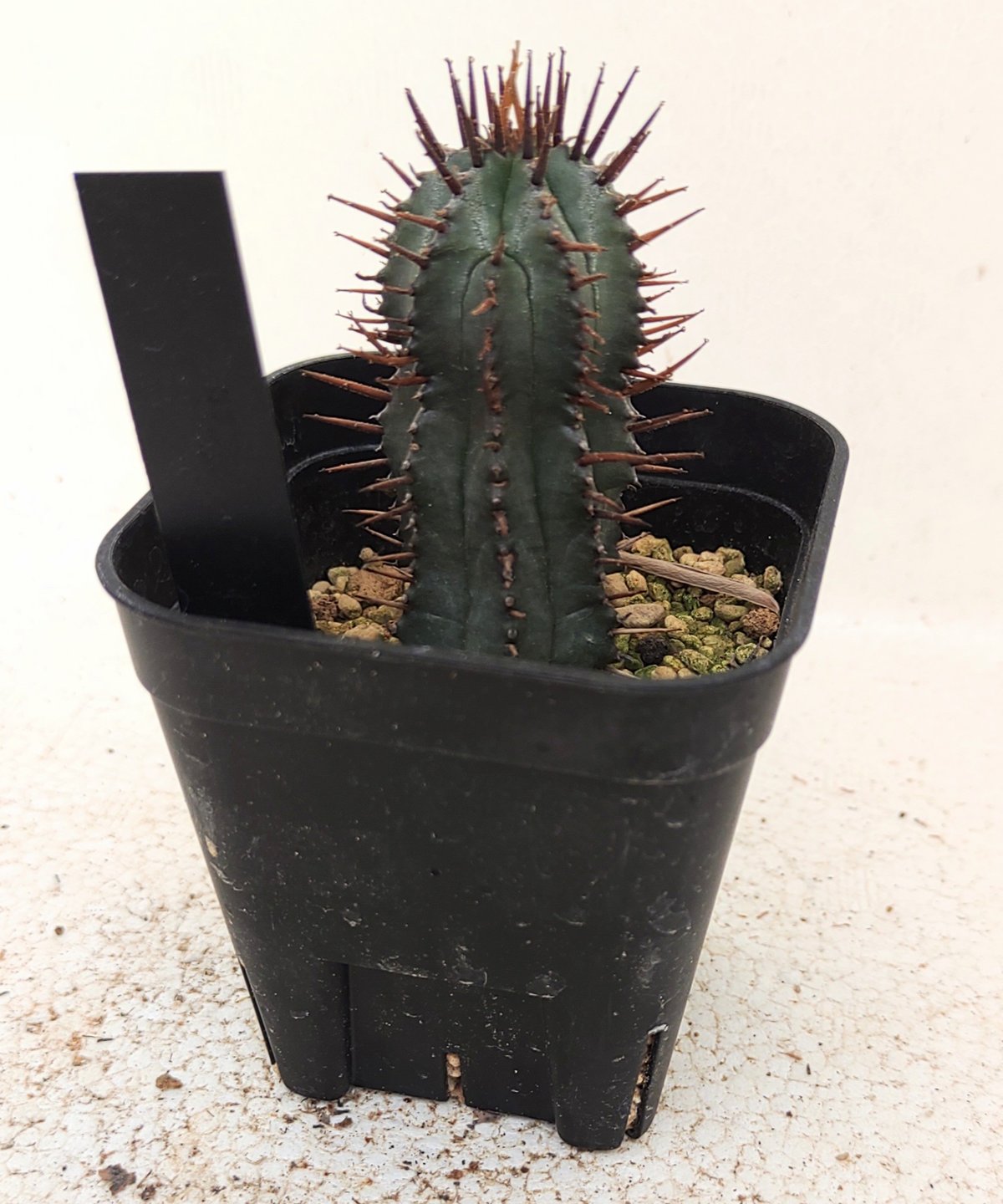 紅ホリダ ユーフォルビア | toA Succulent
