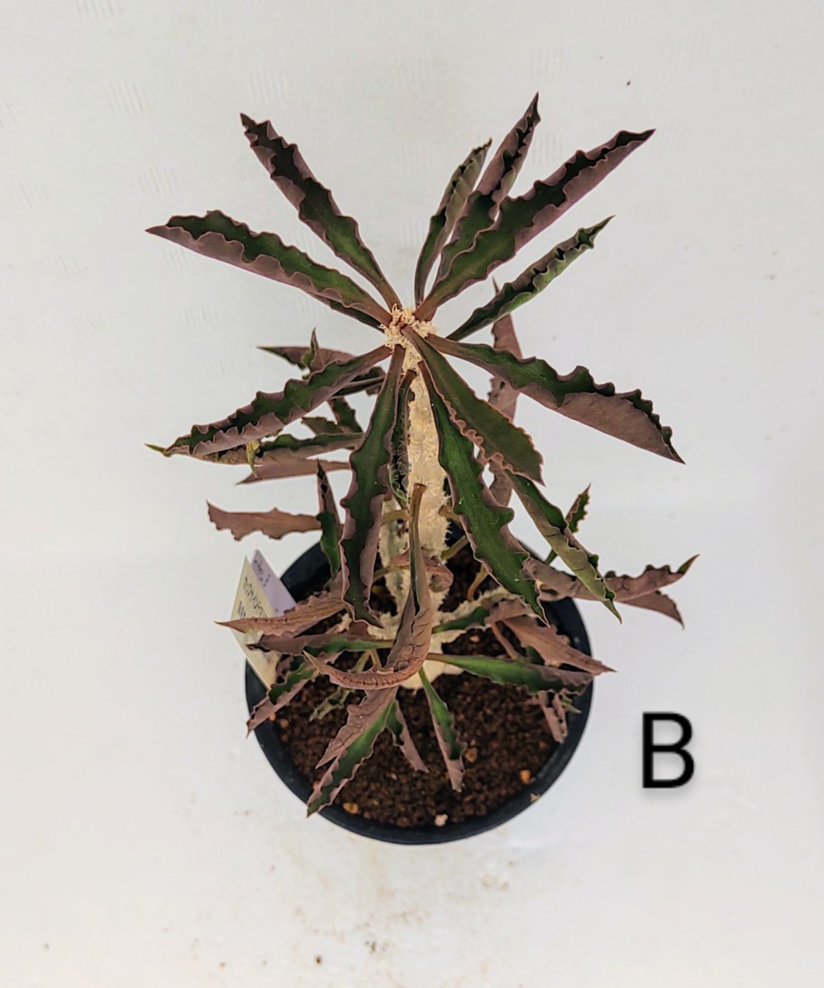 カプサインテマリエンシス ユーフォルビア | toA Succulent カプサインテマリエンシス ユーフォルビア | toA Succulent