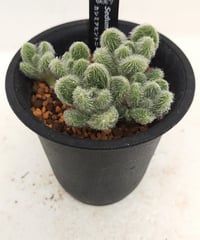 アーケリー セネシオ | toA Succulent