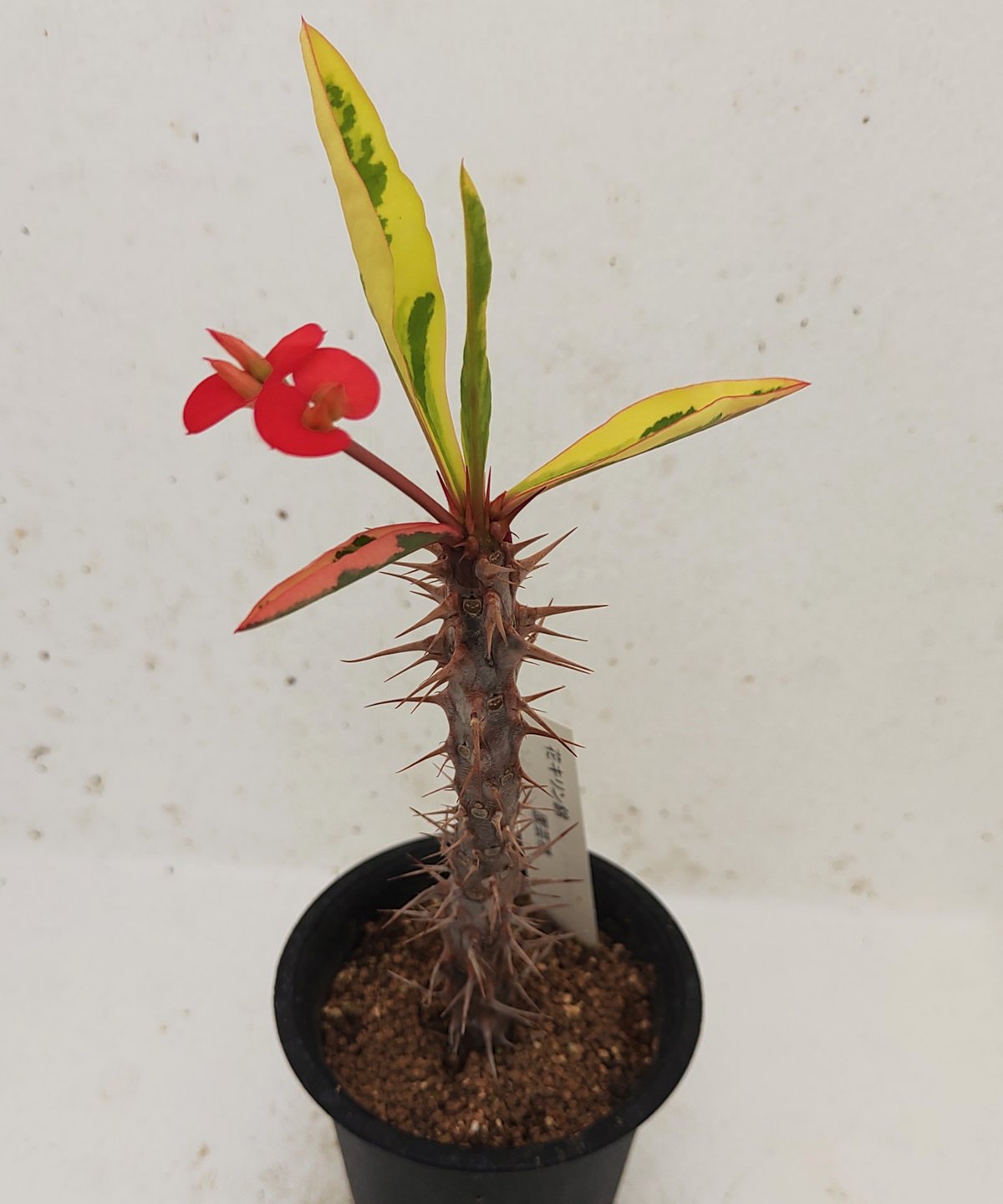 ユーフォルビア　花キリン　大株 花キリン錦 ユーフォルビア | toA Succulent