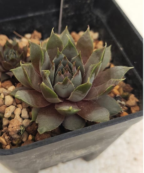 CATEGORY センペルビウム | toA Succulent