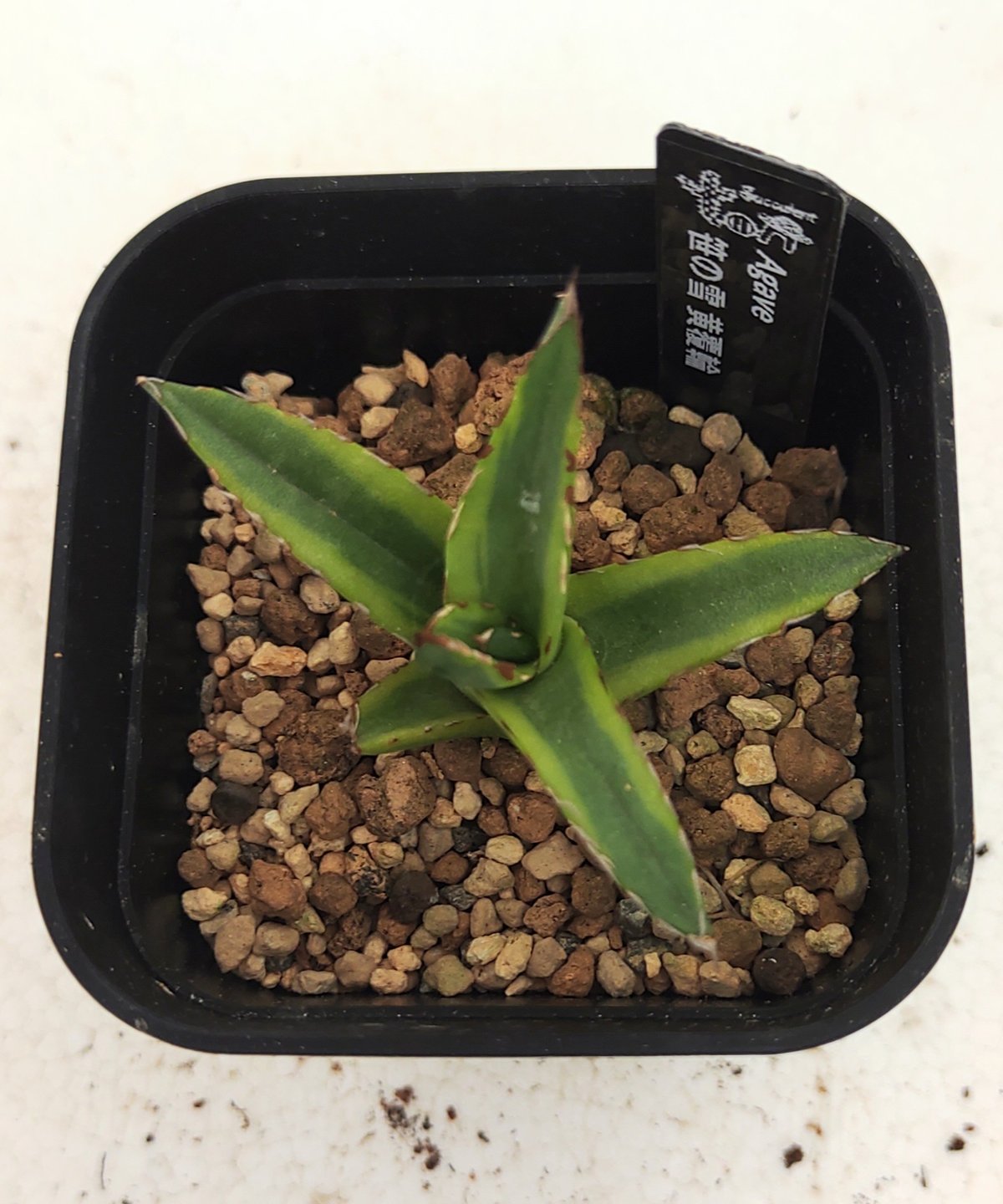 笹の雪黄覆輪の苗 アガベ | toA Succulent