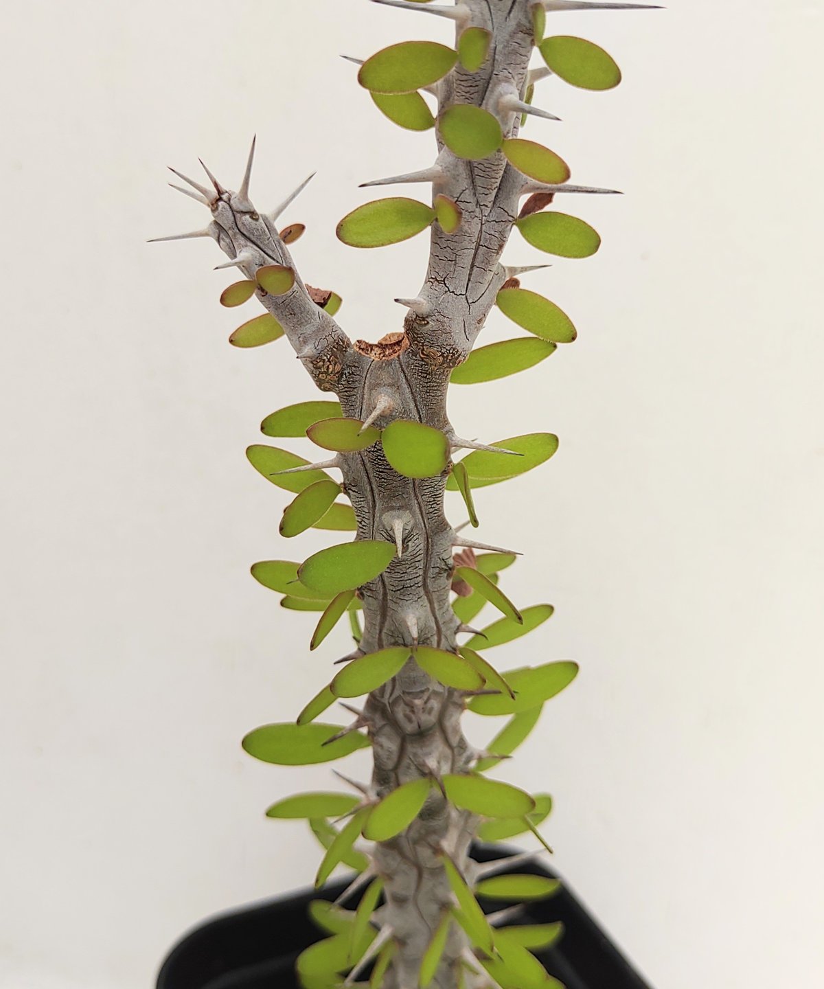亜竜木 アローディア プロセラ | toA Succulent