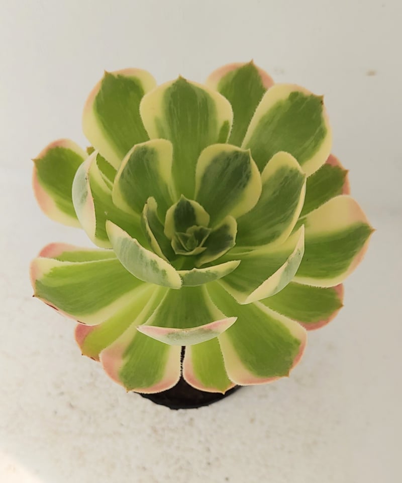 ピンクレディ錦 アエオニウム | toA Succulent