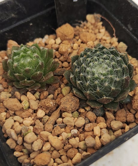 CATEGORY センペルビウム | toA Succulent