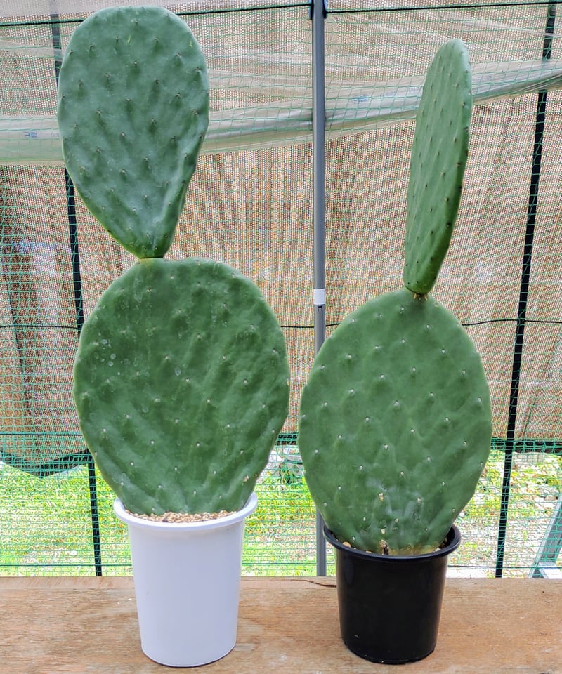 サボテンさん　専用 fit=scale-down,w=1200