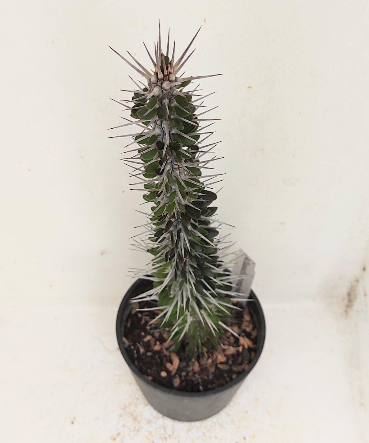モンタグナッキー アローディア | toA Succulent