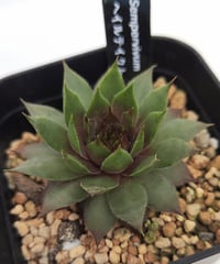 カナダケイト センペルビウム | toA Succulent