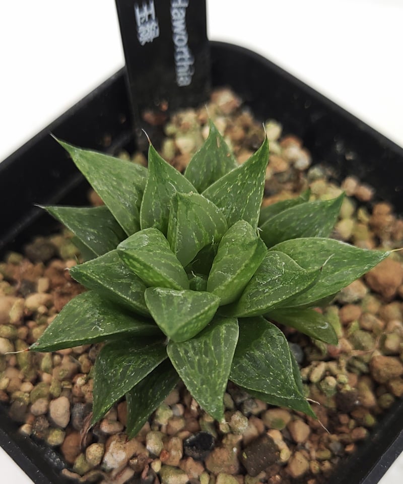 多肉植物 ハオルチア 蛙玉 01 多肉植物 ハオルチア 蛙玉 01 多肉植物