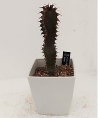 モナデニウム | toA Succulent