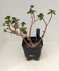 エルンスティー　プレクトランサス