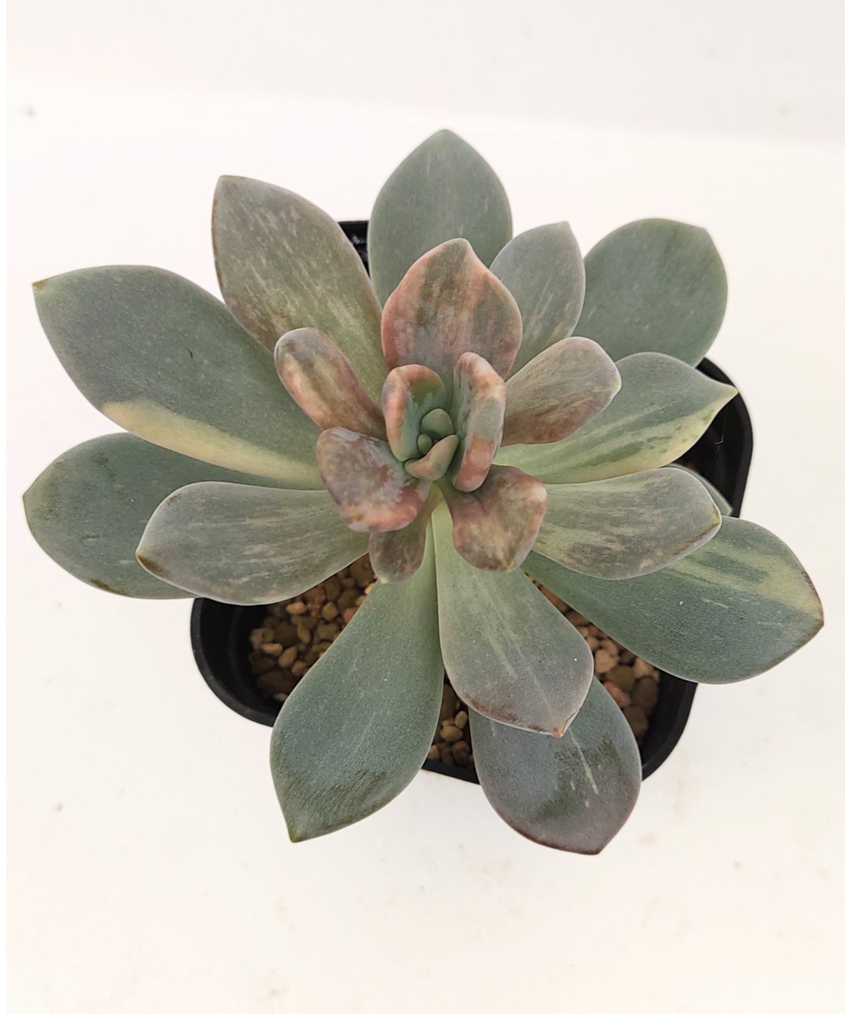 艶美人錦多肉植物パキフィツム