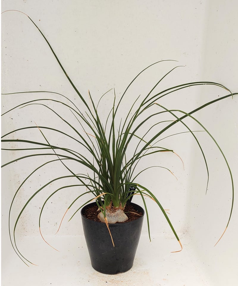 ノリナ トックリラン | toA Succulent