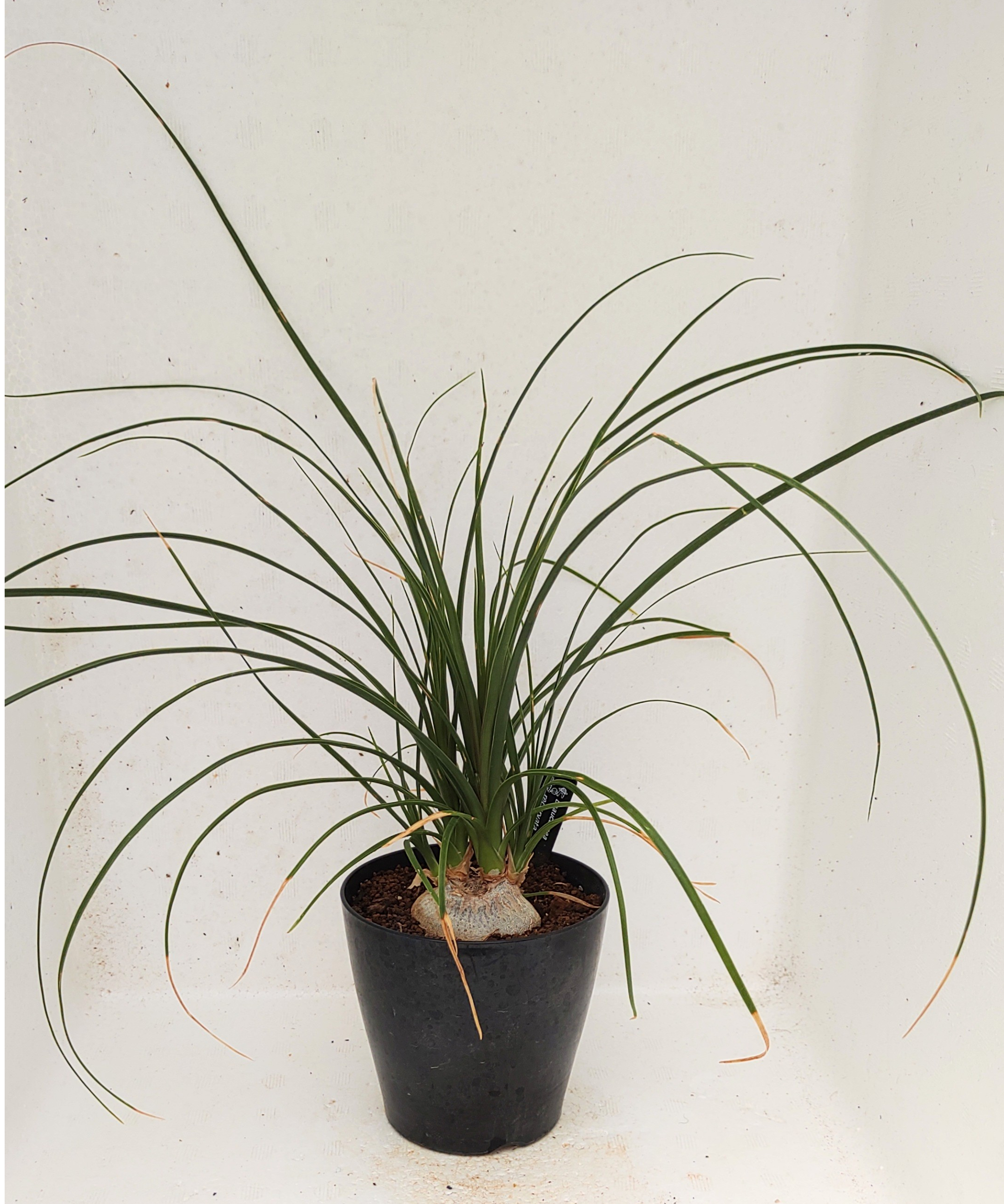 ノリナ トックリラン | toA Succulent