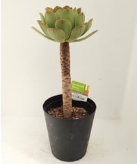 スーパーバン錦 アエオニウム | toA Succulent