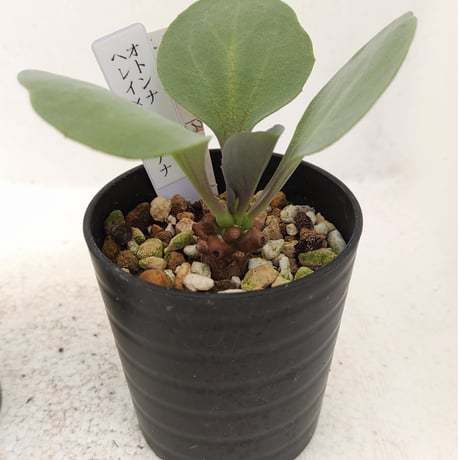 アルミアナ | STORES