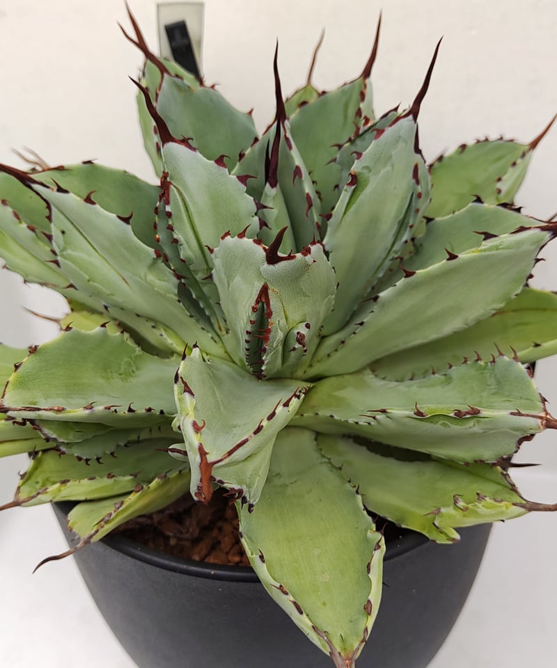 キュービック L アガベ | toA Succulent キュービック L アガベ | toA Succulent