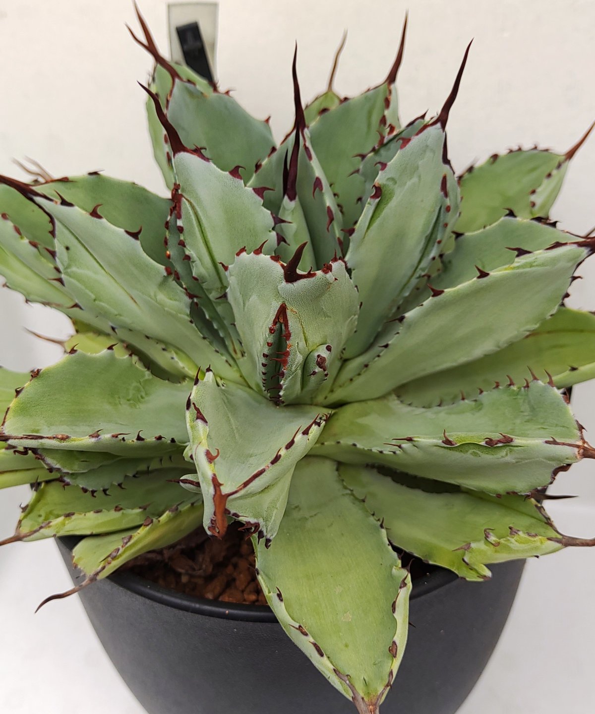 アガベ キュービック 大株 アガベ 'キュービック' - Johnny the planter