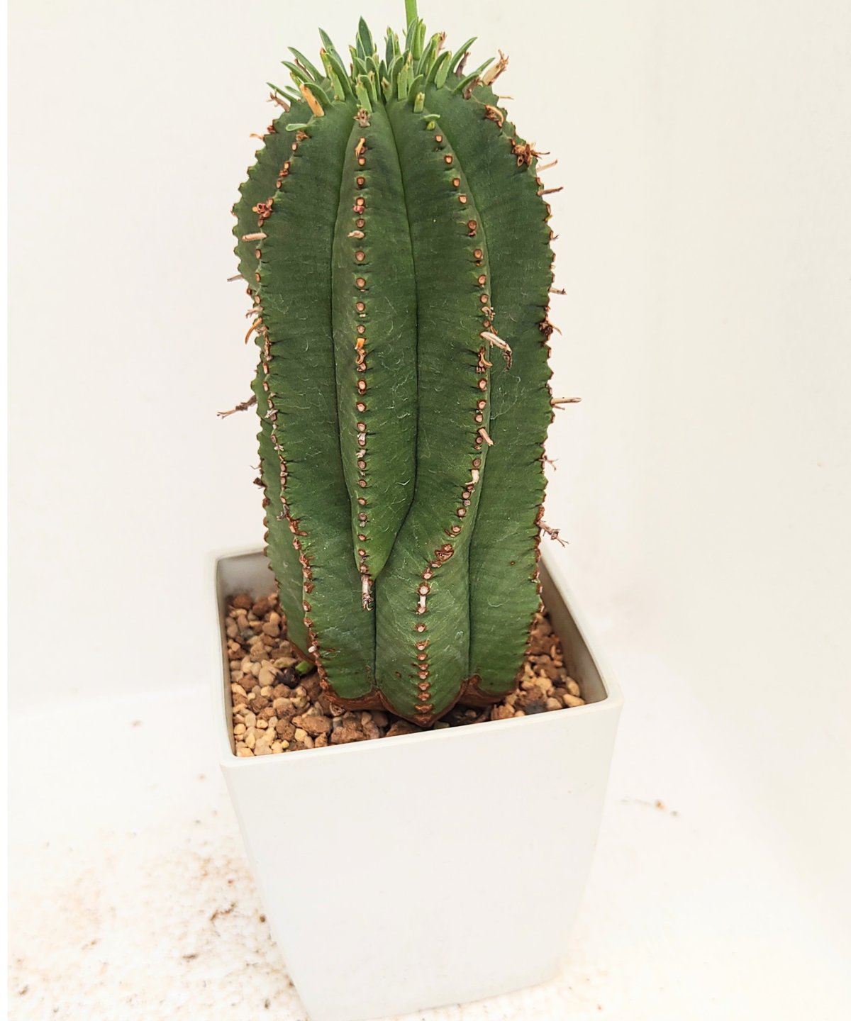 カメレオンヘルメット ユーフォルビア | toA Succulent