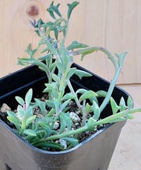 アーケリー セネシオ | toA Succulent
