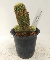 ロイヤル玉牡丹しわ サボテン | toA Succulent
