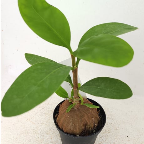 アリ植物 | STORES