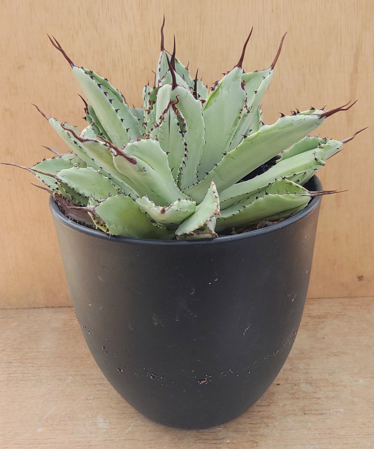 アガベ キュービック 大株 【公式通販】