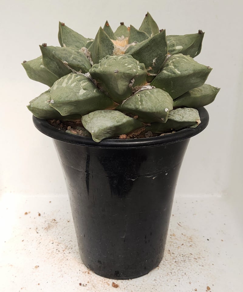 サボテン　花牡丹 (シワ疣)　実生 ロイヤル玉牡丹しわ サボテン | toA Succulent
