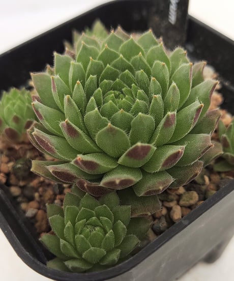 CATEGORY センペルビウム | toA Succulent