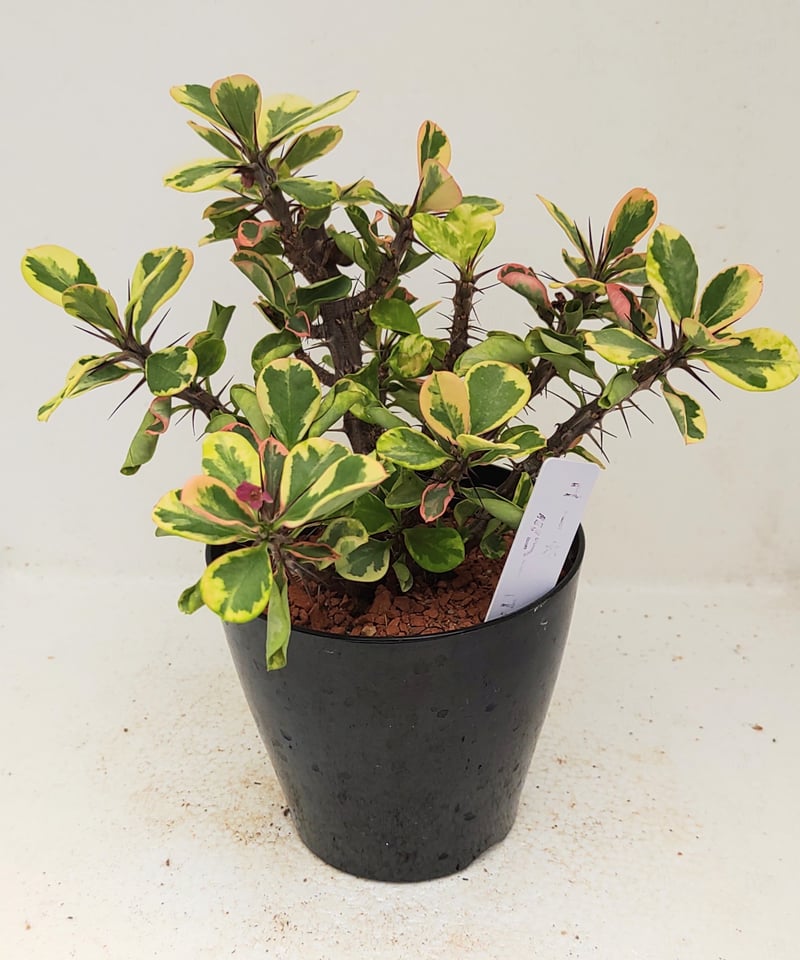 ミリーコミック 花キリン錦 ユーフォルビア | toA Succulent