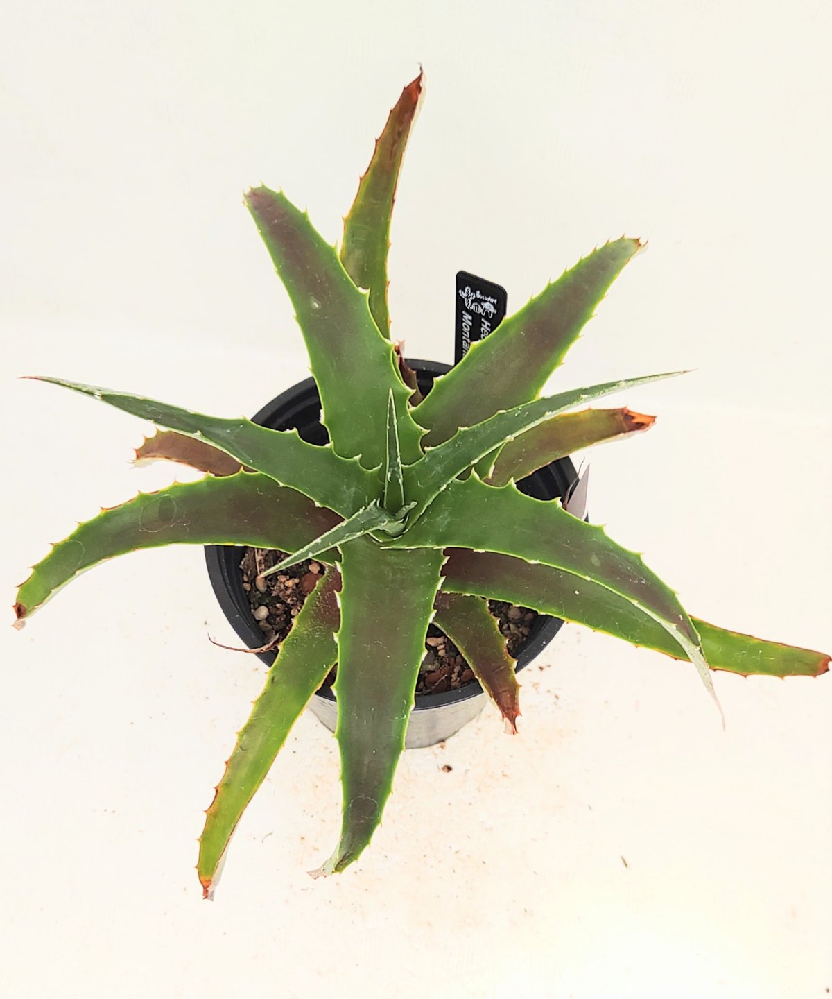 モンタナ ヘクチア | toA Succulent